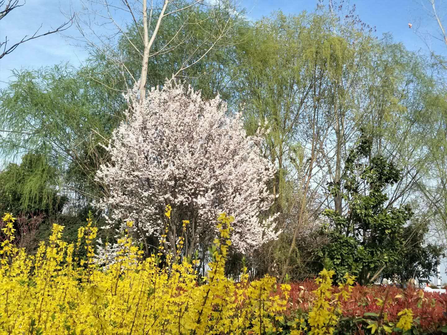 春天里，我們一起來看花
