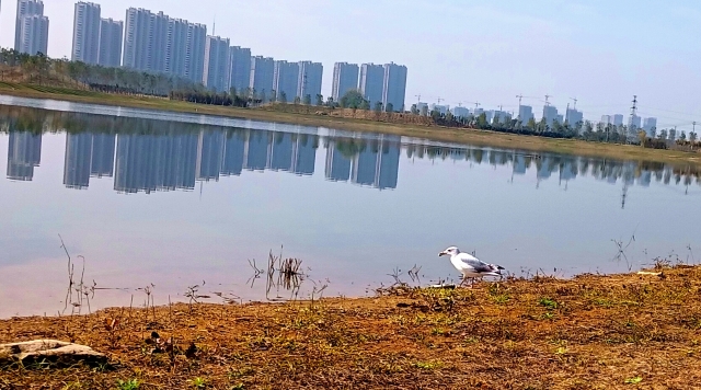 打造水生態(tài)城市，讓周口更宜居