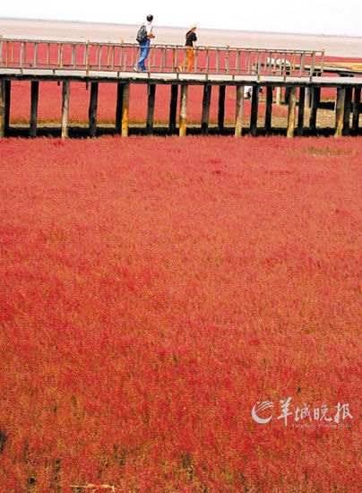 遼寧盤錦紅海灘，面積達(dá)9萬畝