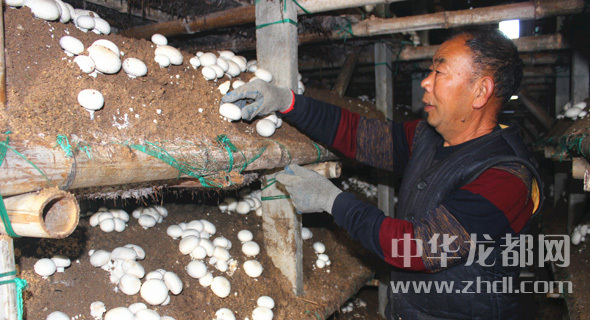 周口項(xiàng)城：食用菌種植基地內(nèi)，工人正在查看雙孢菇長勢